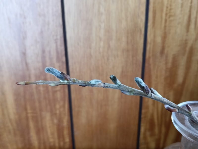 ヤナギの冬芽の画像です