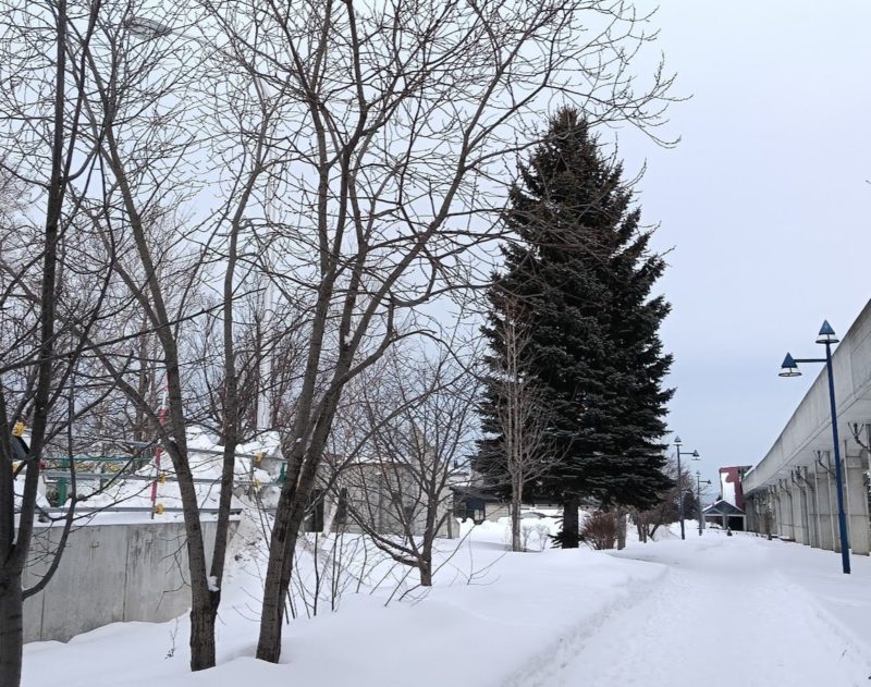 遊歩道のバッコヤナギの雄の木の画像です