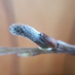 北見の気温2026/02/11