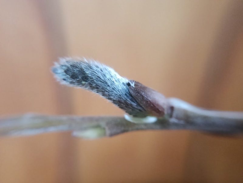 ヤナギの花穂の画像です