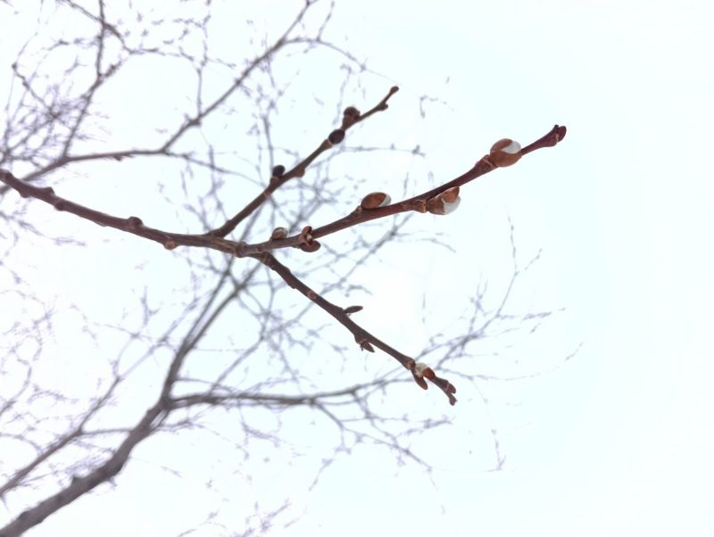 バッコヤナギ雄の木の冬芽の画像です