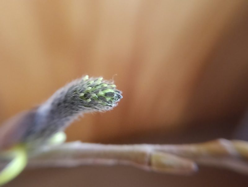 ヤナギの花穂をマクロレンズで見た画像です