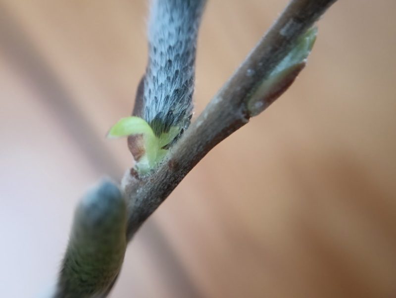 ヤナギの花穂の付け根に生えた小さな葉の画像です