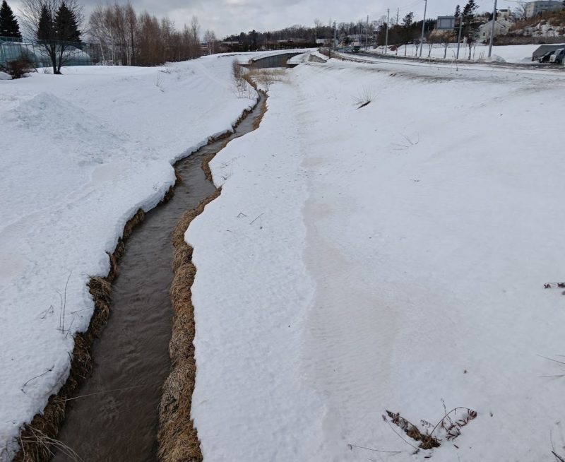 柏陽橋から見た川の水が多く流れている小石川の画像です