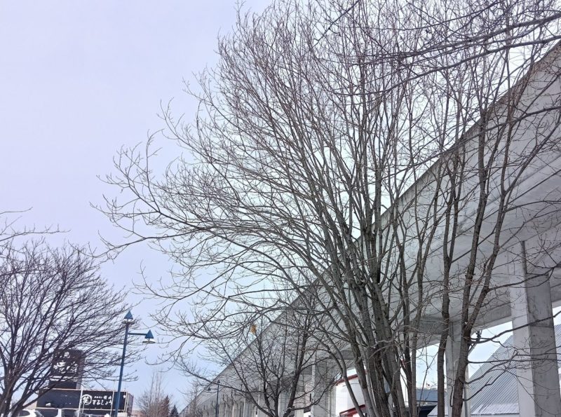 遊歩道のバッコヤナギの雌の木の画像です