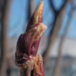 北見の気温2026/02/25