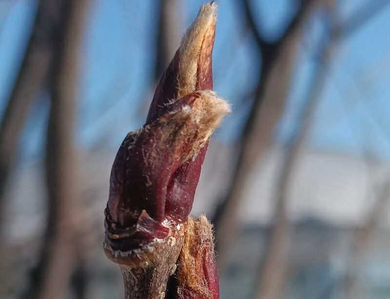 ナナカマドの冬芽の画像です