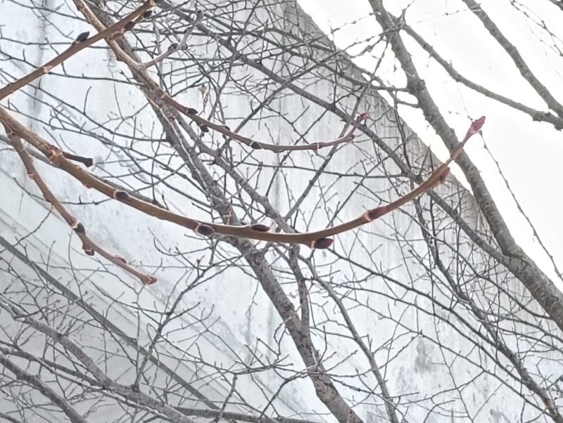 バッコヤナギの雌の木の冬芽の画像です