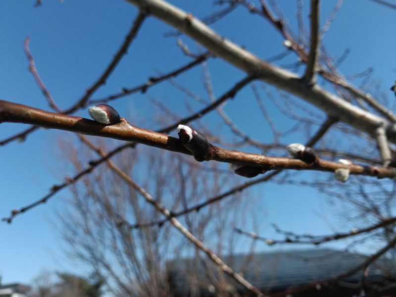 バッコヤナギの冬芽の画像です