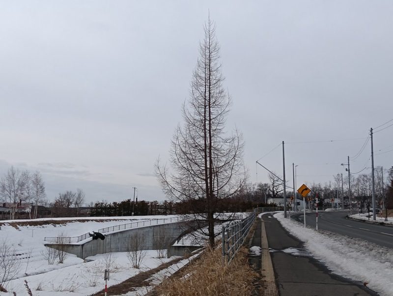 小石川沿いに立つカラマツの画像です