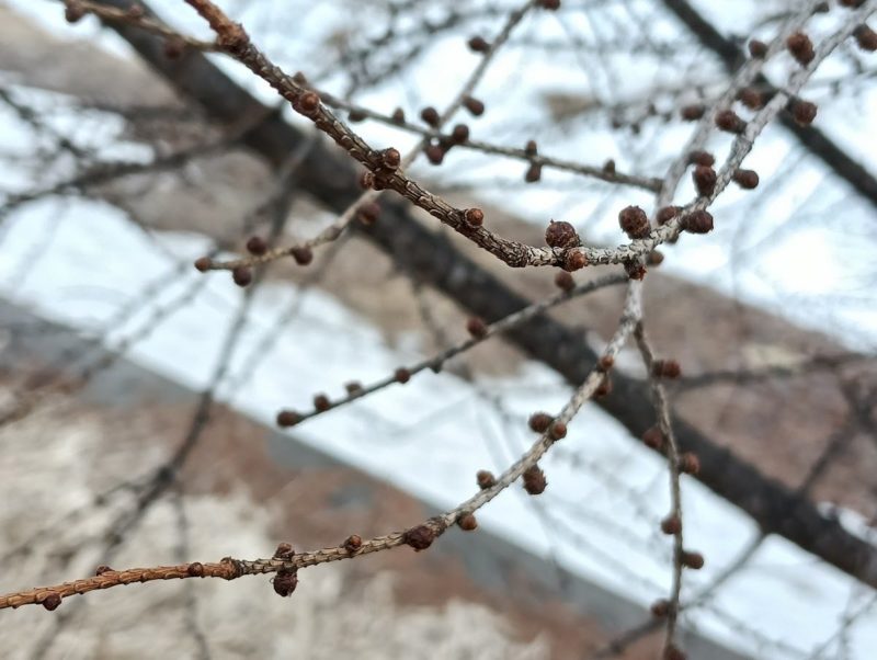 カラマツの冬芽の画像です