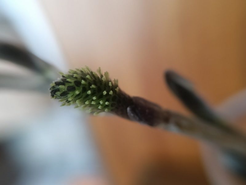 成長したヤナギの葯の画像です