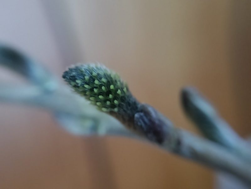 ６日前のちいさな葯の画像です