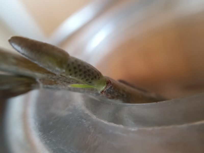 芽鱗の取れかけたヤナギの冬芽の画像です