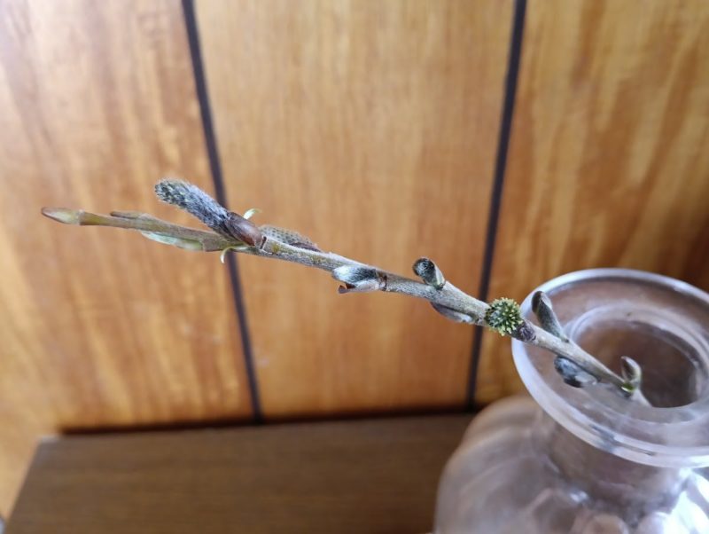 花瓶に挿したヤナギの枝の画像です