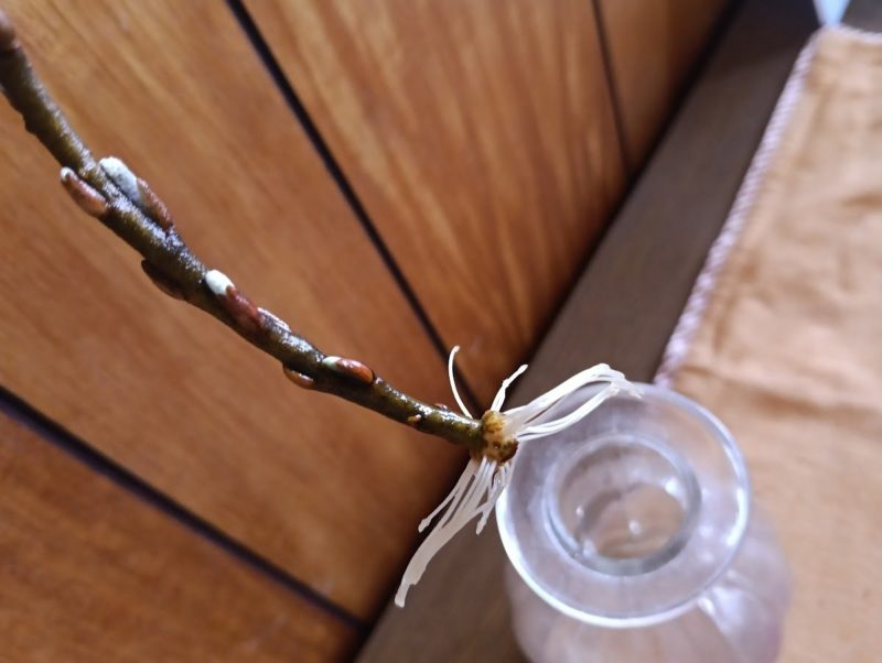 根っこの生えたヤナギの枝の画像です