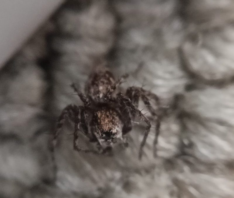 部屋の中で見かけたクモの画像です