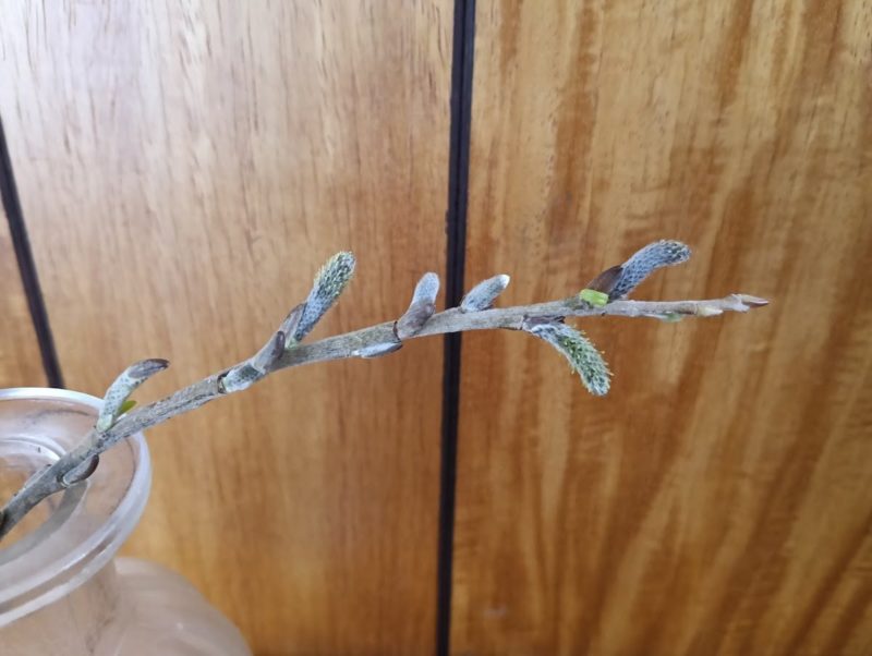 花瓶に挿したヤナギの枝の画像です