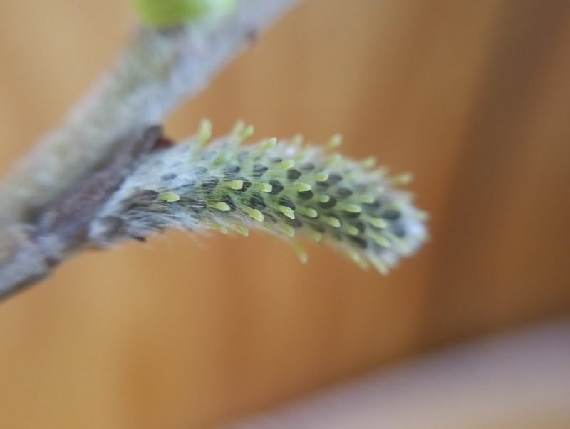 ヤナギの葯の画像です