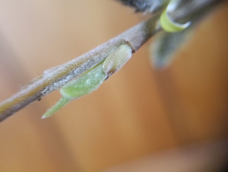 ヤナギの冬芽から出た葉の画像です