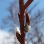 北見の気温2026/03/09