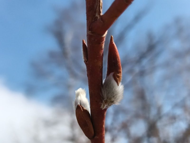 ヤナギの芽鱗が取れかけた画像です