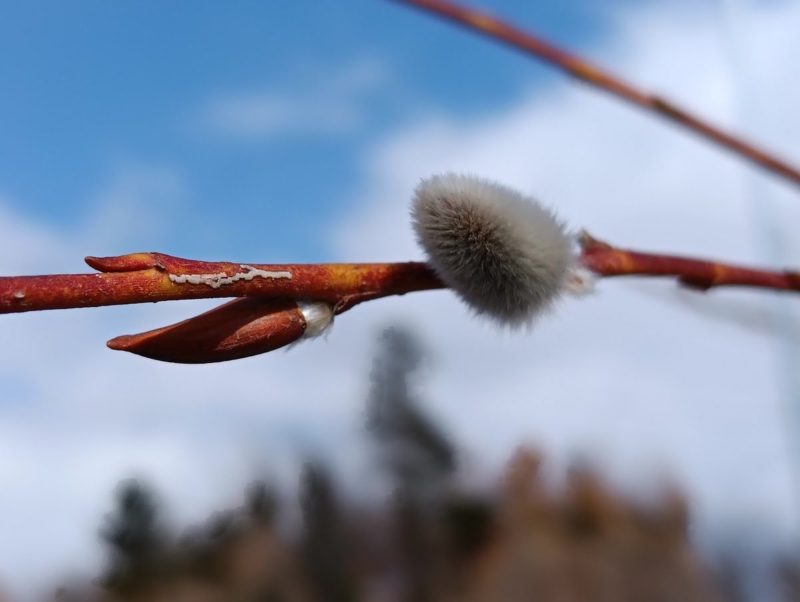 ヤナギの絹毛の画像です