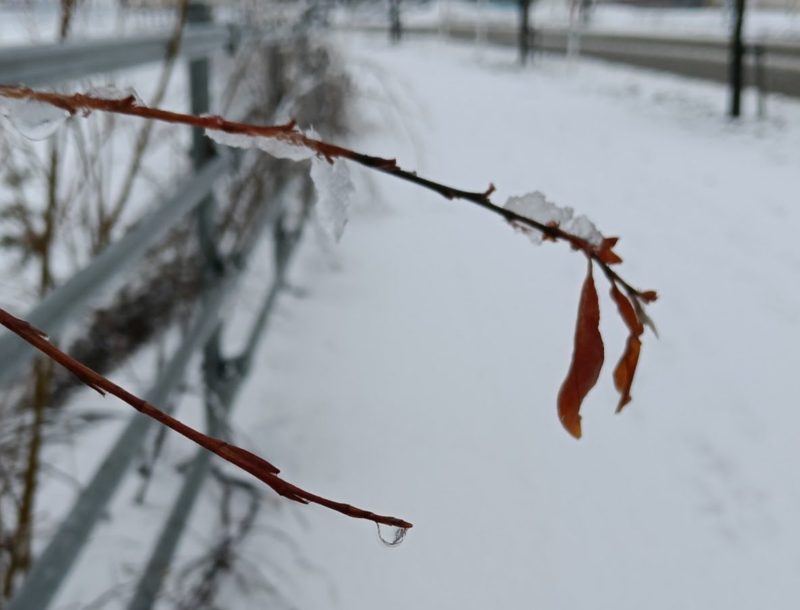植物に積もった雪が溶けて水滴になった画像です