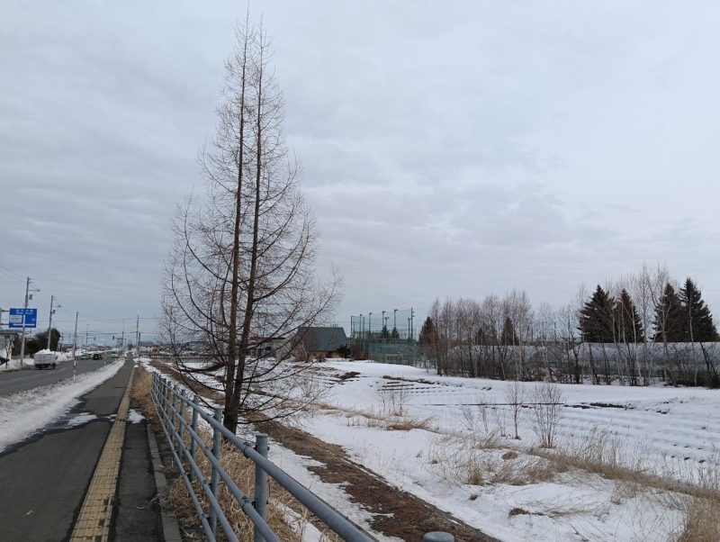 昨日の夕陽ケ丘通りの画像です