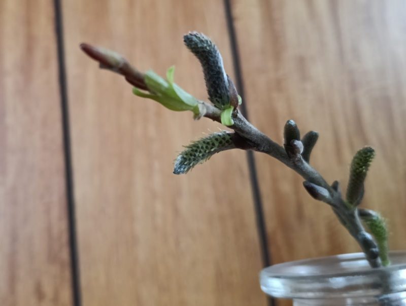花瓶に挿したヤナギの枝の画像です