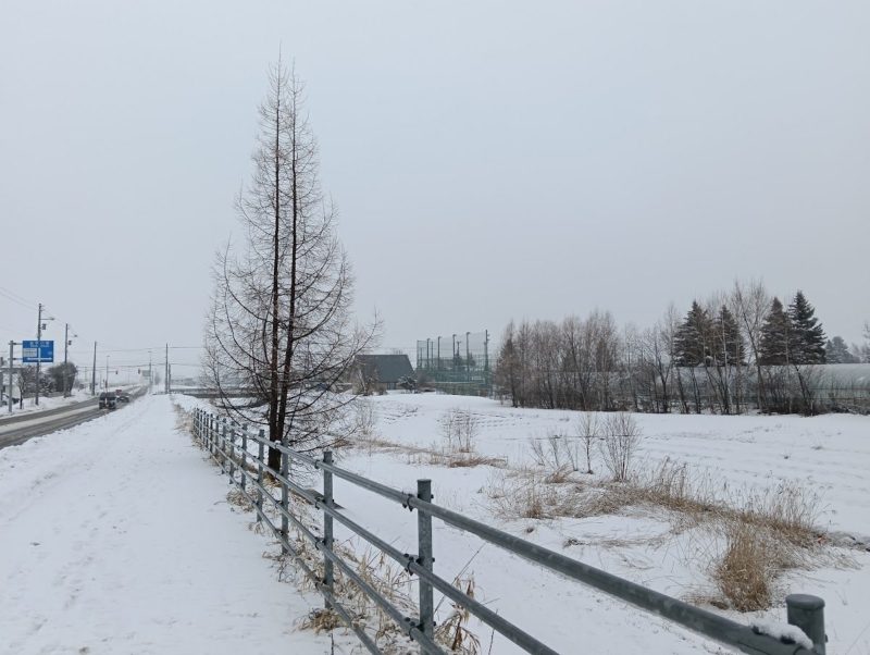 雪が積もった今朝の夕陽ヶ丘通りの画像です