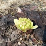 北見の気温2026/03/22