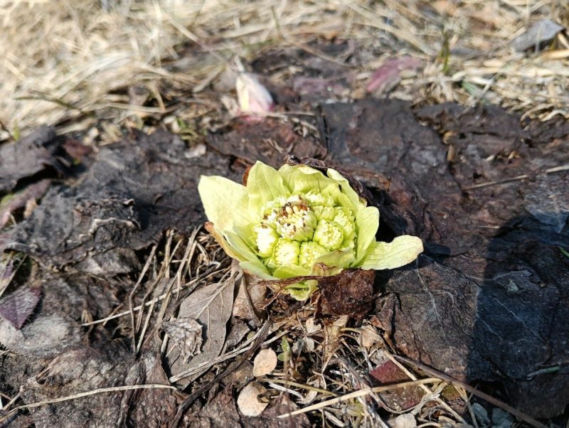散歩中に見つけたフキノトウの画像です