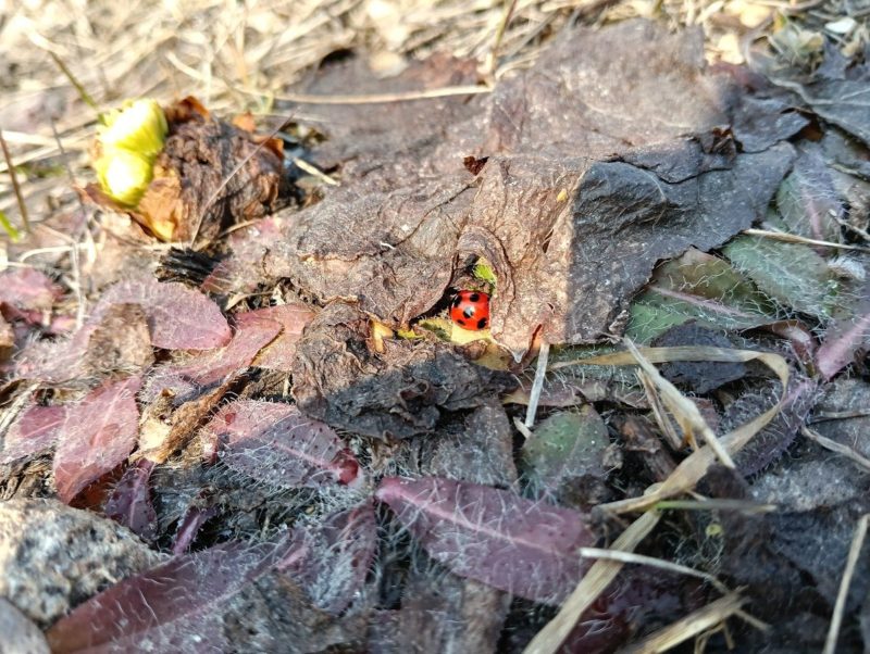 枯葉の下に潜んでいるテントウムシの画像です