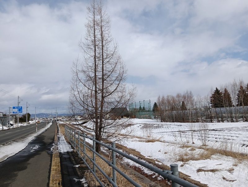 道路と歩道の境に雪が残っている３/９の柏陽高校付近の夕陽ヶ丘通りの画像です