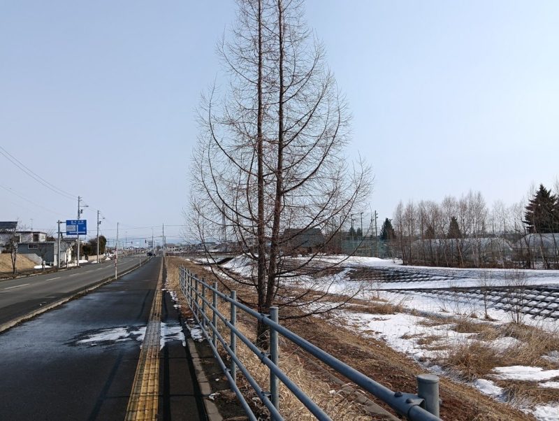 だいぶ雪が溶けた柏陽高校付近の夕陽ヶ丘通りの画像です