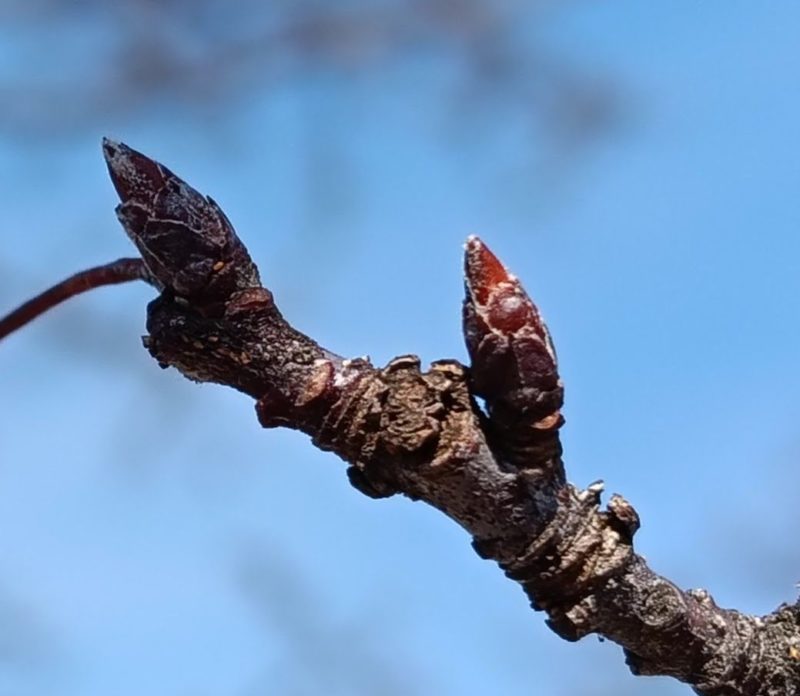 ズミの冬芽の画像です