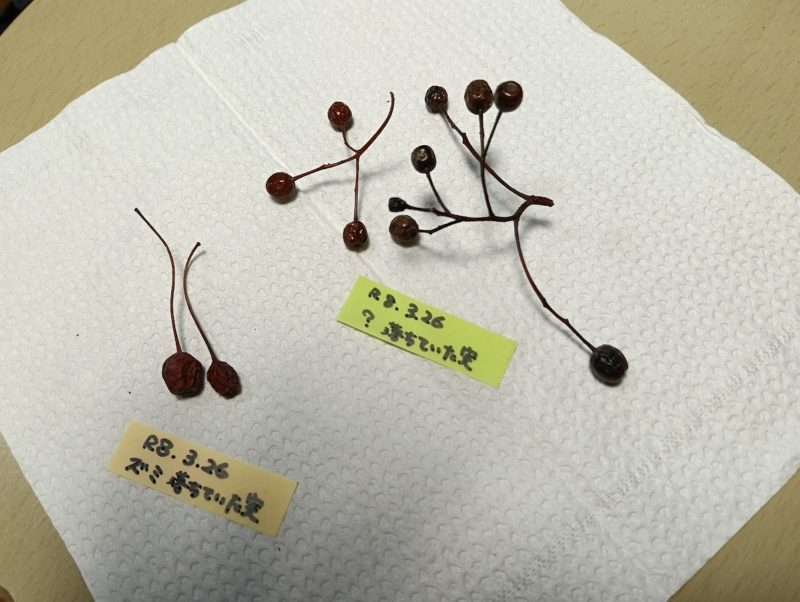 ズミと名前のわからない木の実の比較画像です