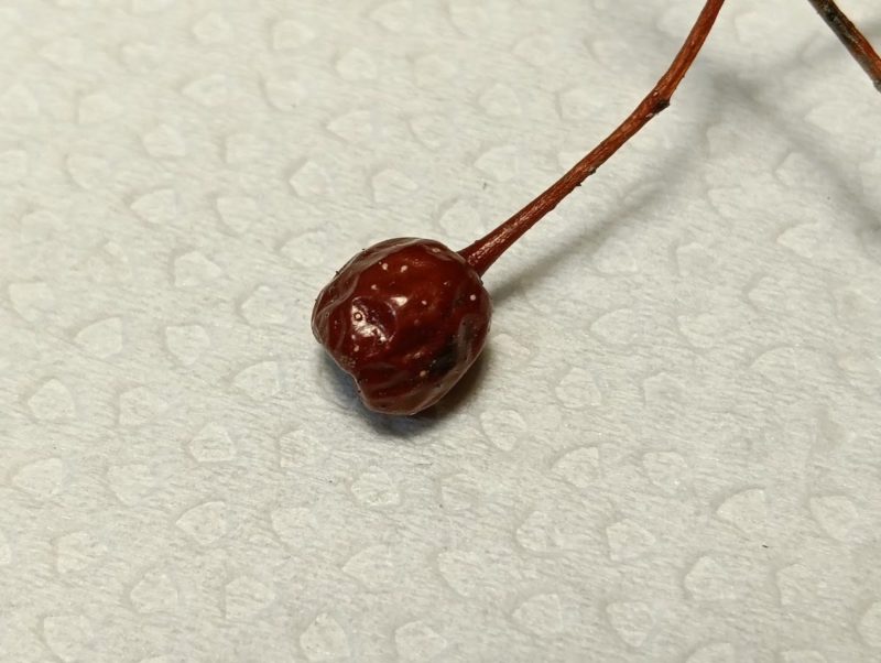 名前のわからない木の実の画像です