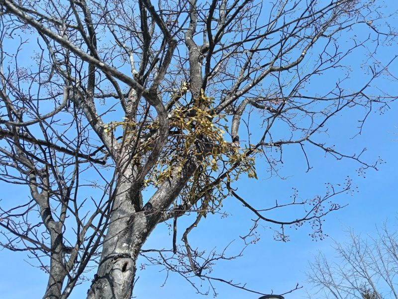 ヤドリギの画像です