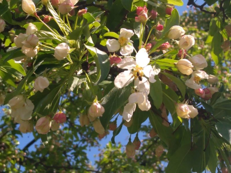 昨年5月に撮影したズミの花の画像です