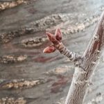 北見の気温2026/03/29