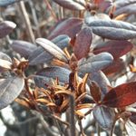 北見の気温2026/03/30