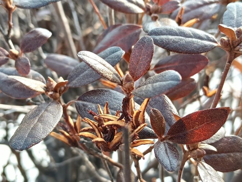 エゾムラサキツツジの冬芽の画像です