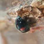 北見の気温2026/03/31