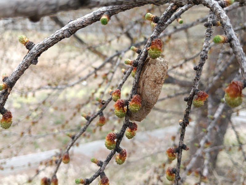 枝に付いた謎の繭の画像です