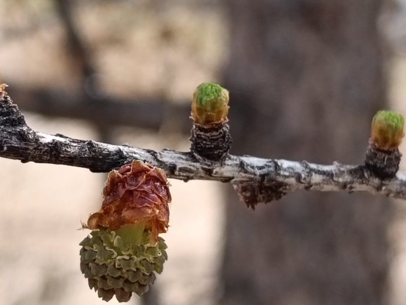 カラマツの雄花と雌花の画像です