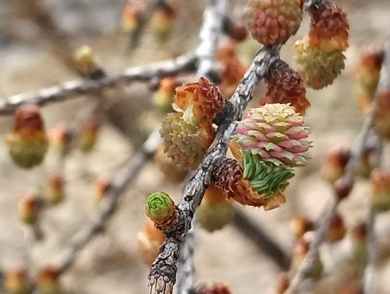 カラマツの雌花と新しい葉の画像です