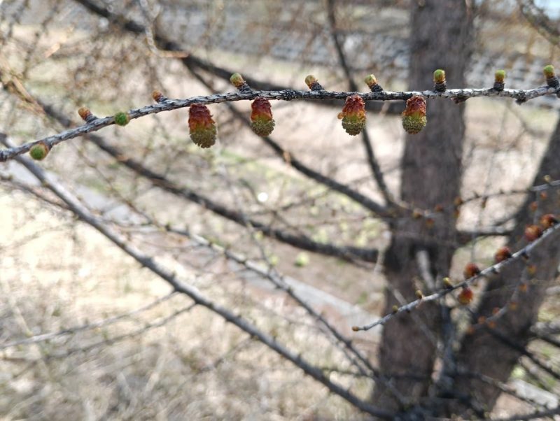 雄花と雌花が咲いたカラマツの画像です