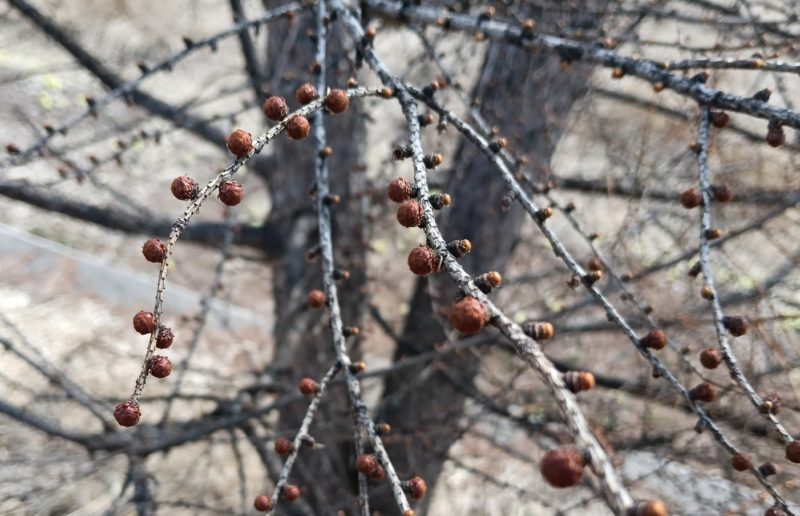4月3日のカラマツの冬芽の画像です
